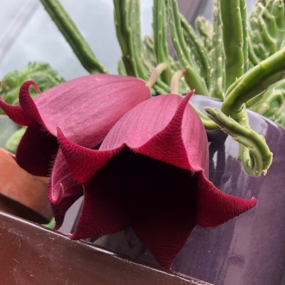 Stapelia Lenderziae cristata