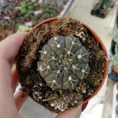Gymnocalcium 8,5cm