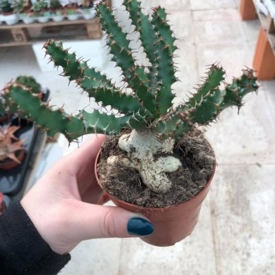 Cacto em vaso castanho com espinhos segurado à mão em estufa