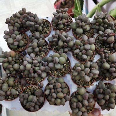 Plantas suculentas redondas em vasos pequenos, dispostas em bandeja branca.