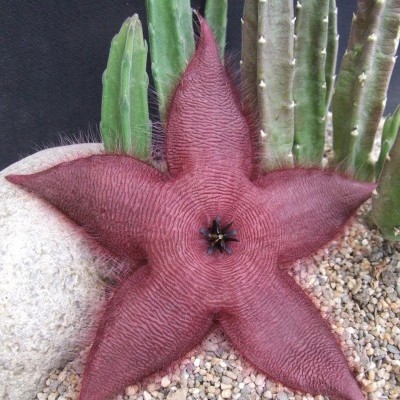 Stapelia Grandiflora V.20cm