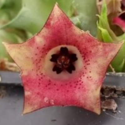 Huernia macrocarpa