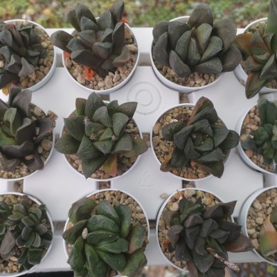 Doze suculentas em vasos brancos numa bandeja branca.