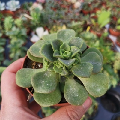 Aeonium lili pad 8,5cm