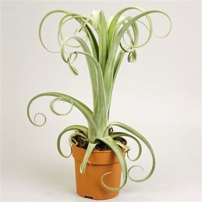 Tillandsia Curly Slim