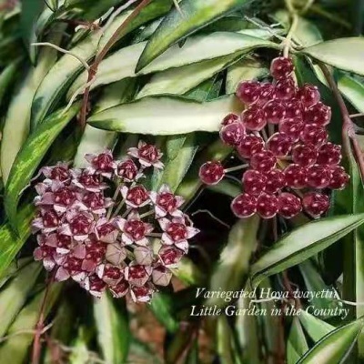 Flores e frutos vermelhos da planta Hoya variegata com folhas variegadas verdes e brancas.