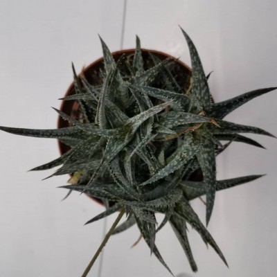 Planta suculenta verde em vaso castanho vista de cima