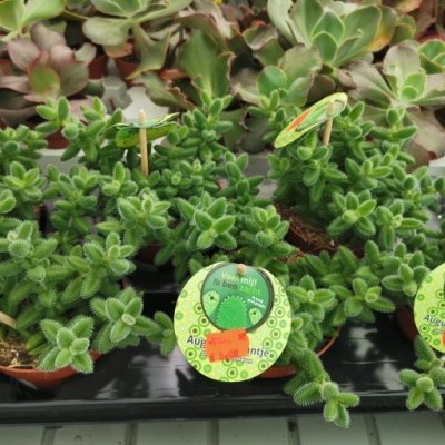 Delosperma echinatum v.13cm