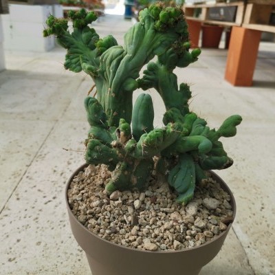 Cacto verde em vaso castanho claro sobre chão de textura clara com mesas ao fundo