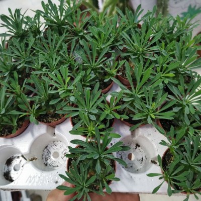 plantas verdes em vasos marrons no suporte branco de plástico