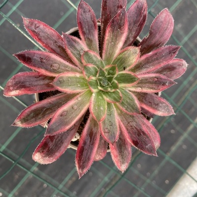 Planta suculenta verde e vermelha vista de cima