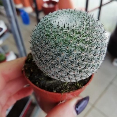 Cacto esférico verde claro com espinhos brancos em vaso castanho avermelhado