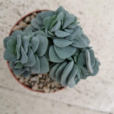 Planta suculenta verde em vaso castanho com cascalho sobre chão claro