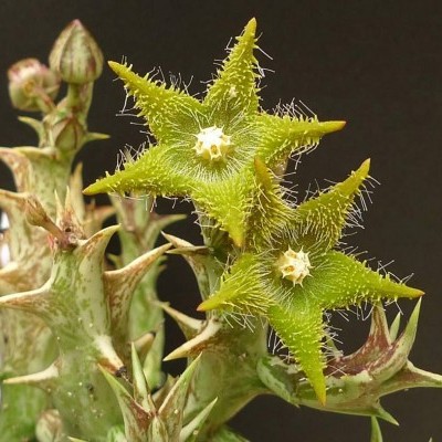 Orbea Dummeri v.15cm