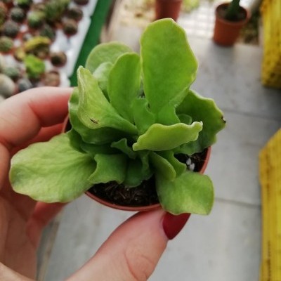 Adromischus cristatus var. zeyheri V.5,5cm