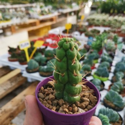 Cacto verde com espinhos em vaso roxo segurado à mão num viveiro de plantas