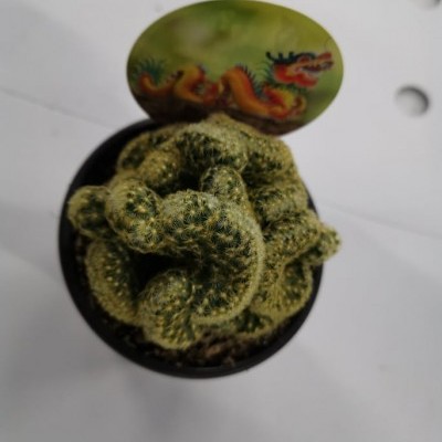 Cacto curvado em vaso preto com etiqueta de dragão