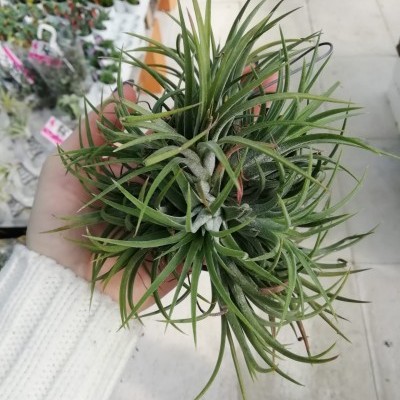 Tillandsia XXL green