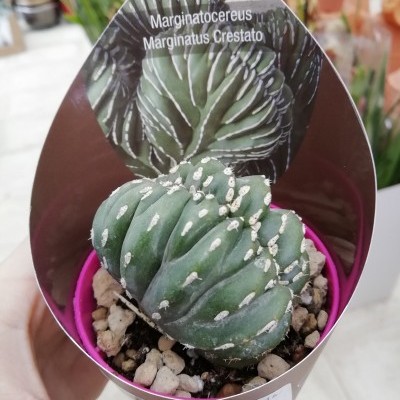 Suculenta Marginatocereus Marginatus Crestato em vaso rosa com embalagem de cartão marrom