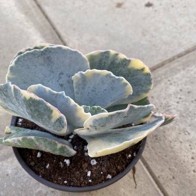 Planta suculenta em vaso preto com folhas verdes azuladas e bordas creme