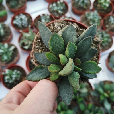 Adromischus chuldtianus subsp. schuldtianus V.8,5cm