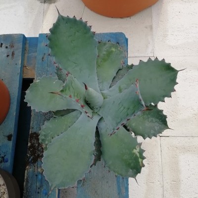 Planta suculenta verde com bordas espinhosas em palete azul e vasos de terracota