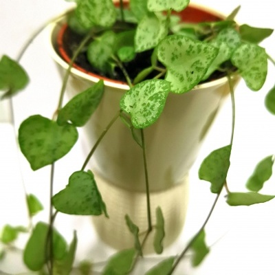 Ceropegia String of spades