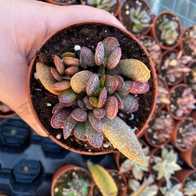 Adromischus Trigynus Calico Hearts V.8,5cm