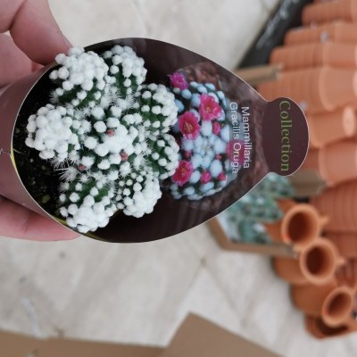 Etiqueta de planta de cactos Mamillaria gracilis Onuga com foto e mão segurando