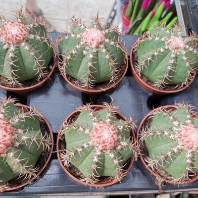 Melanocactus matanzanus v.10,5cm