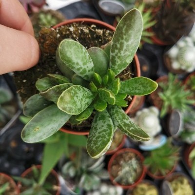 Adromischus trigynus hybrid V.8,5cm