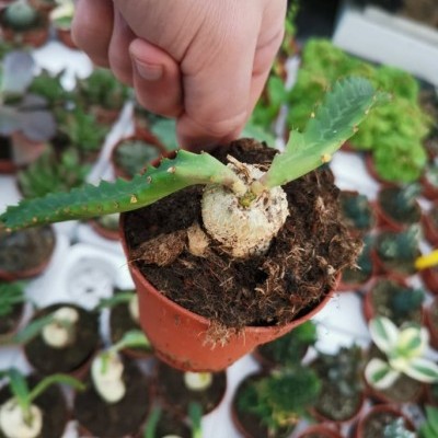 Planta suculenta verde com caudex em vaso castanho sendo segurada por mão