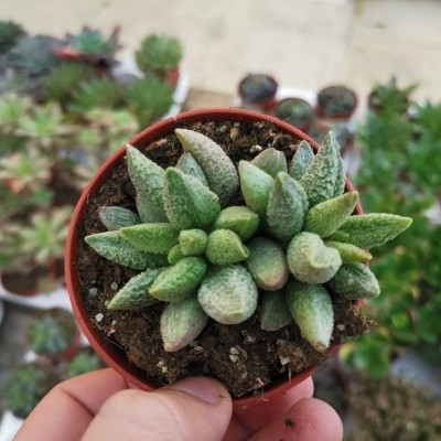 Adromischus "Lime Drops" marianiae V.8,5cm