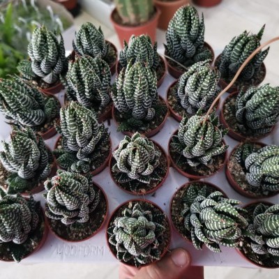 Conjunto de suculentas verdes com riscas brancas em vasos pequenos castanhos