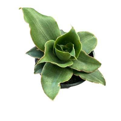 Sansevieria "star rose"