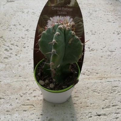 Cereus Forbesii Spiralis v.5,5cm