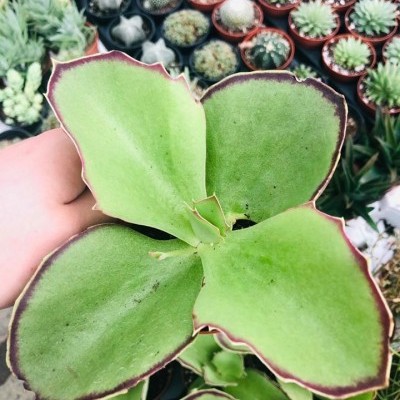 Kalanchoe synsepala v.12cm