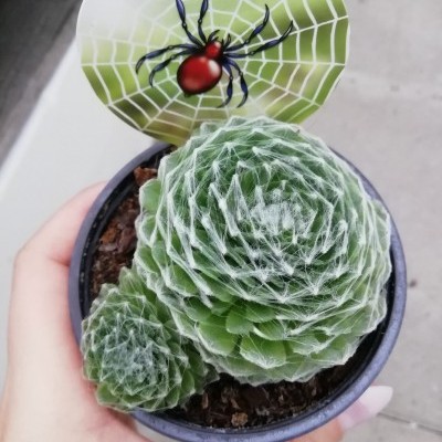 Vaso com suculentas verdes e etiqueta com aranha vermelha e preta