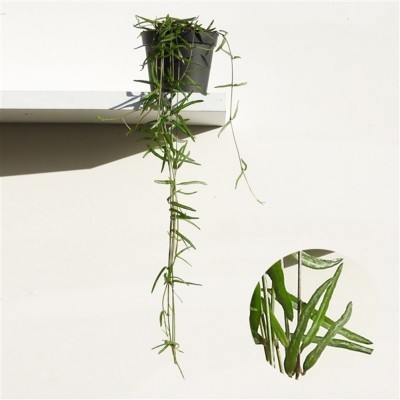 Ceropegia woodi String of needles V.9cm