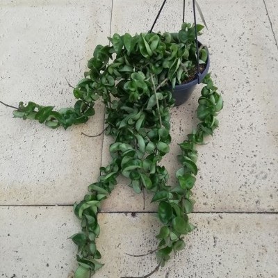 Hoya Carnosa Compacta