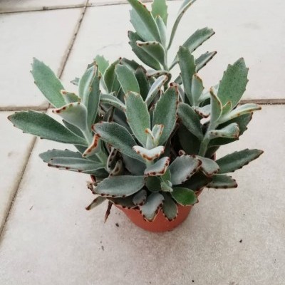 Kalanchoe v.17cm