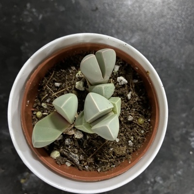 Planta suculenta Lithops em vaso sobre superfície cinzenta