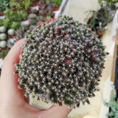 Trichodiadema densum v.8,5cm