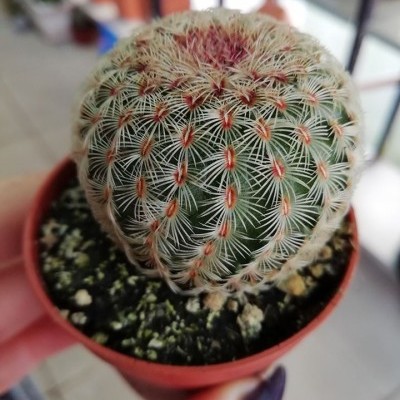 Echinocereus rigidissimus rubrispinus v.5,5cm