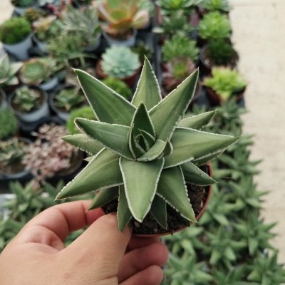 Planta suculenta verde com folhas pontiagudas em forma de estrela sendo segurada à mão