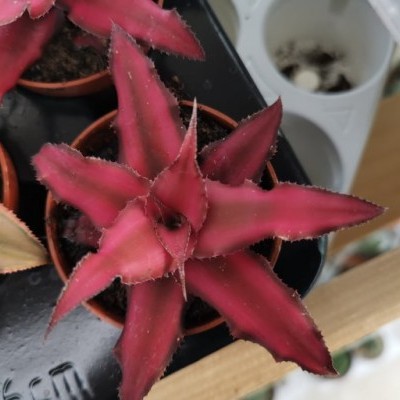 Cryptanthus 5,5cm