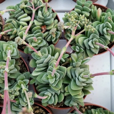 Plantas suculentas verdes em vasos de plástico castanho