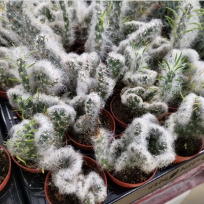 Opuntia cristata 5,5cm