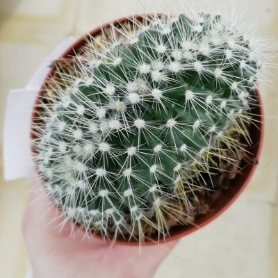Mammillaria Cristata 8,5cm