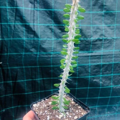 Planta suculenta com caule espinhento num vaso preto